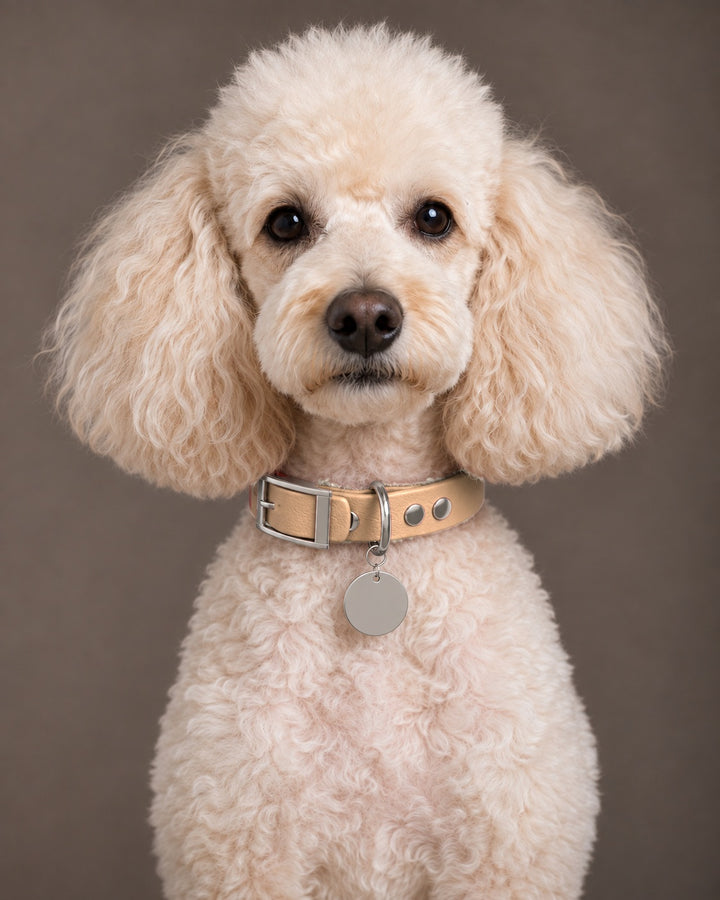 Collar MONO, Saddle Tan / Silver, kutyán
