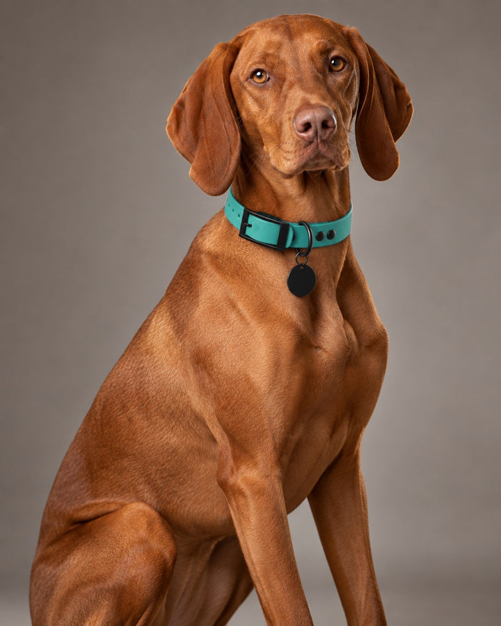 Collar MONO, Teal / Black, kutyán