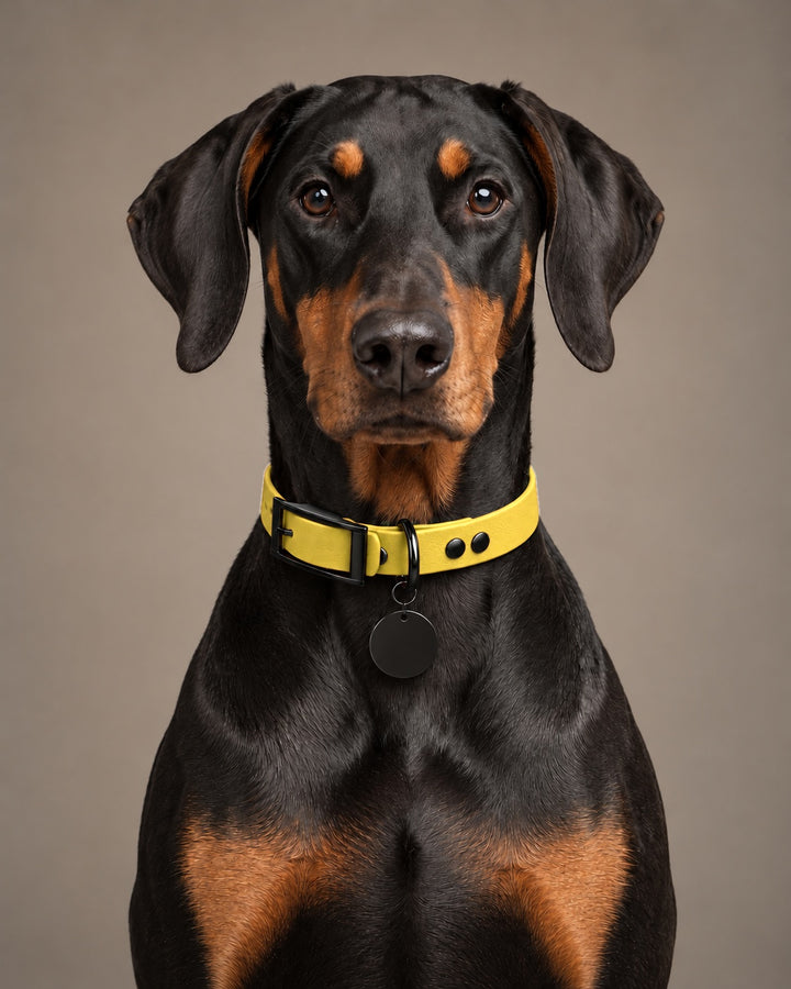 Collar MONO, Yellow / Black, kutyán