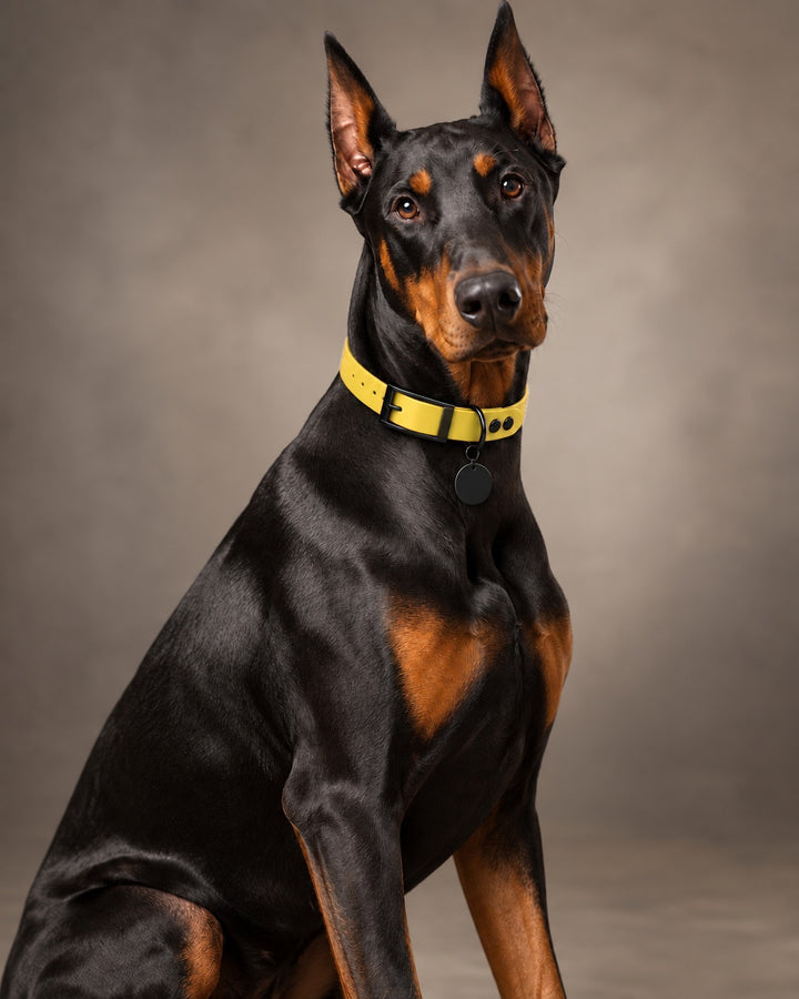 Collar MONO, Yellow / Black, kutyán