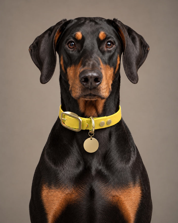 Collar MONO, Yellow / Brass, kutyán
