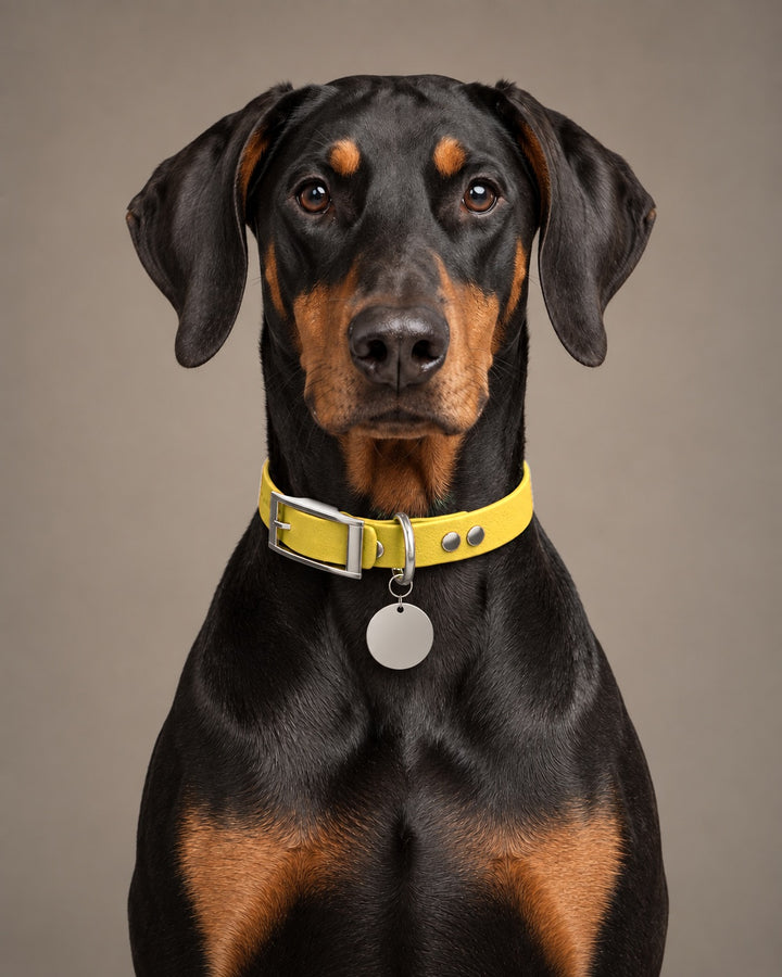 Collar MONO, Yellow / Silver, kutyán