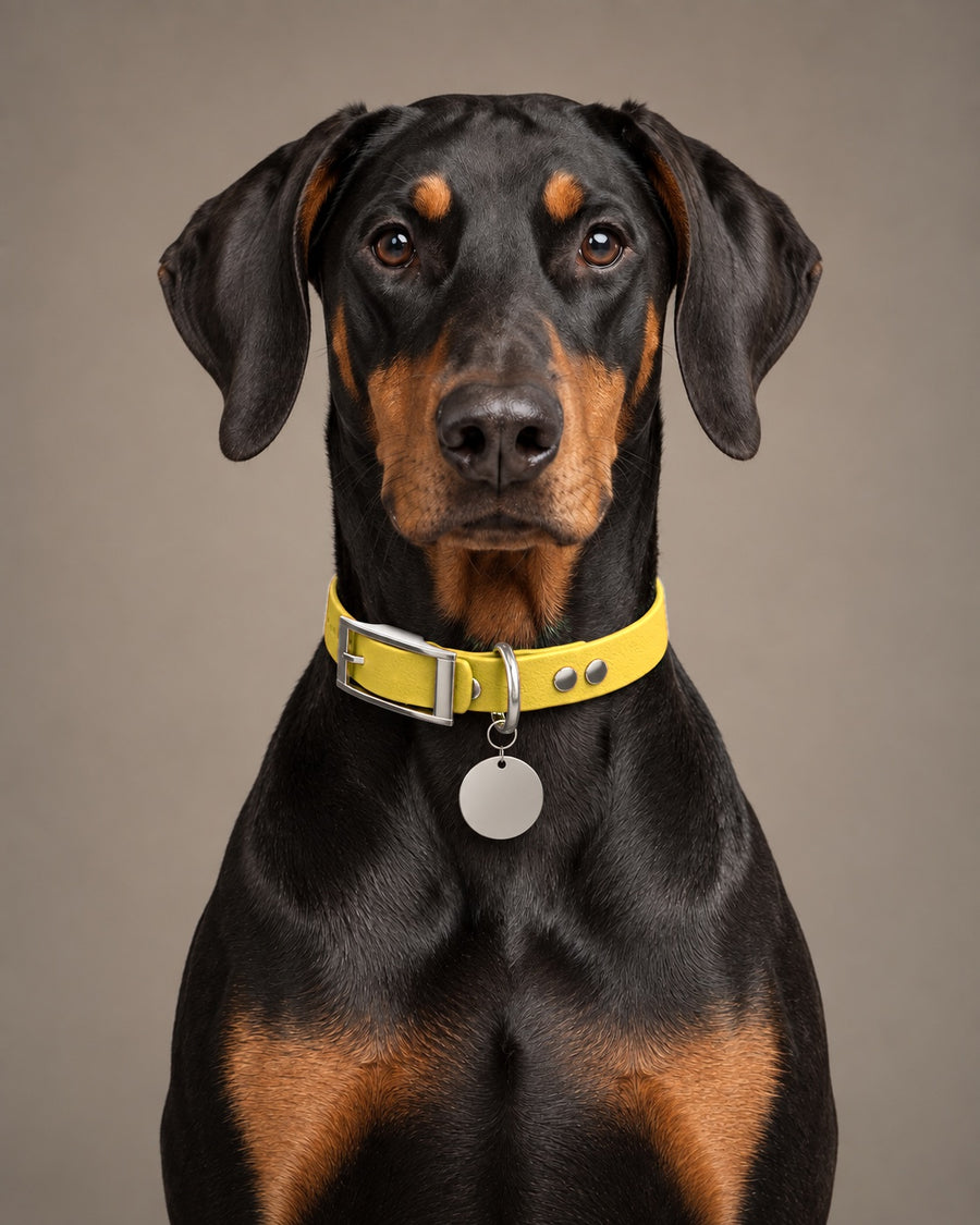 Collar MONO, Yellow / Silver, kutyán