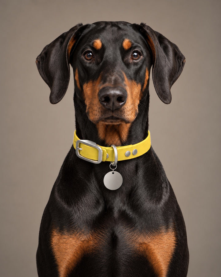 Collar MONO, Yellow / Stainless Steel, kutyán