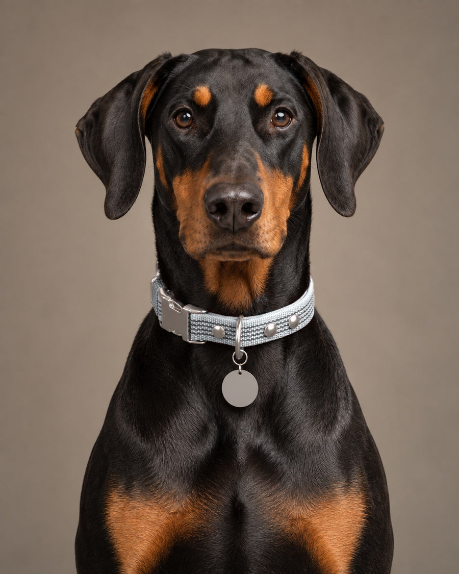 Collar QUICK, Gray / Silver, kutyán