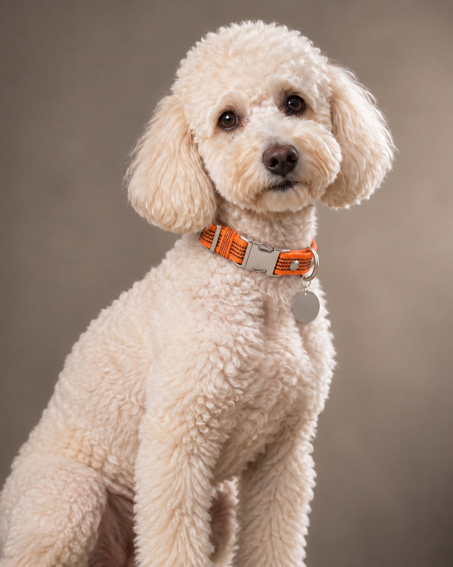 Collar QUICK, Orange / Silver, kutyán