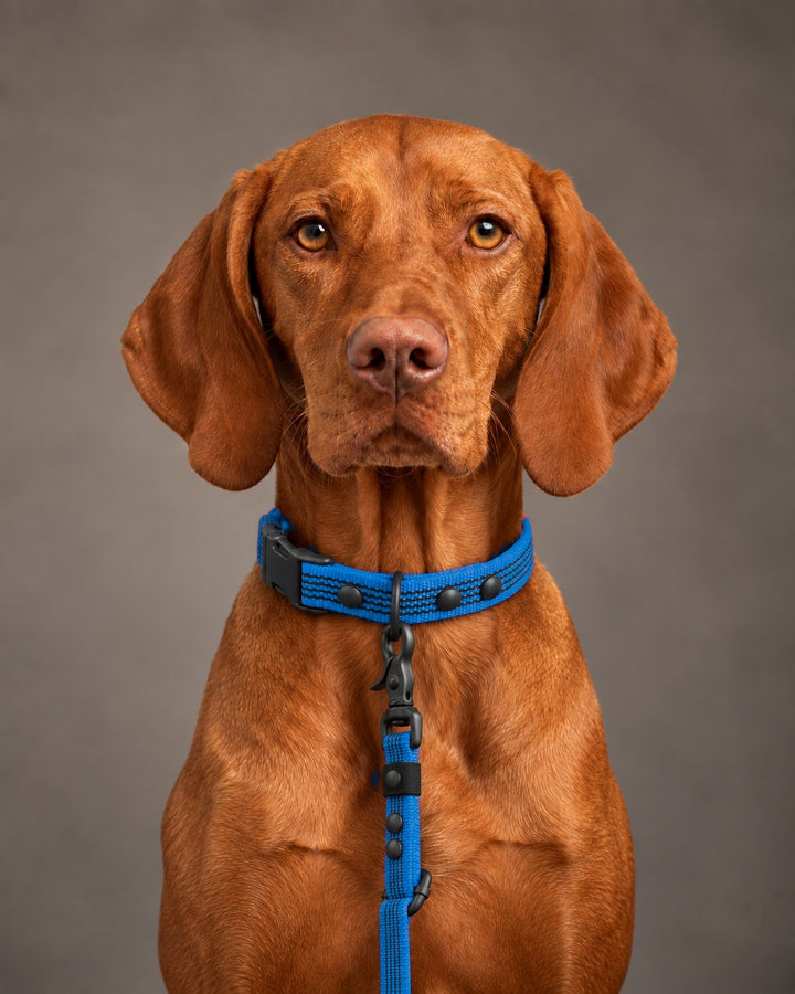 Leash FLEX, Blue / Black, kutyán