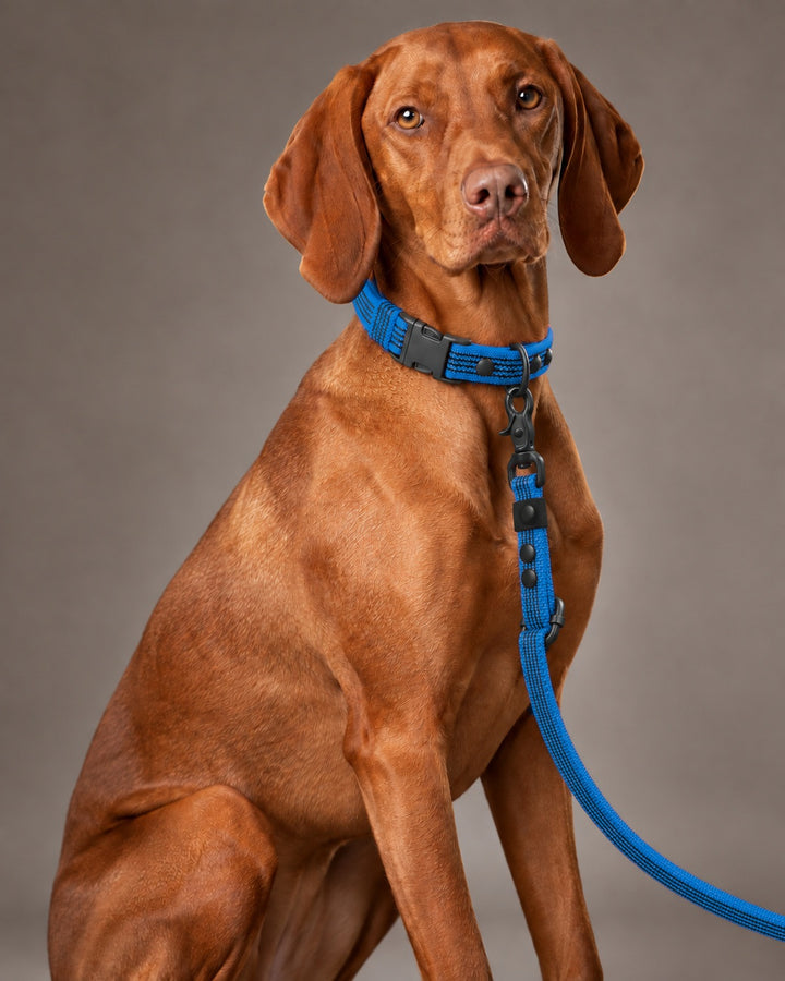 Leash FLEX, Blue / Black, kutyán