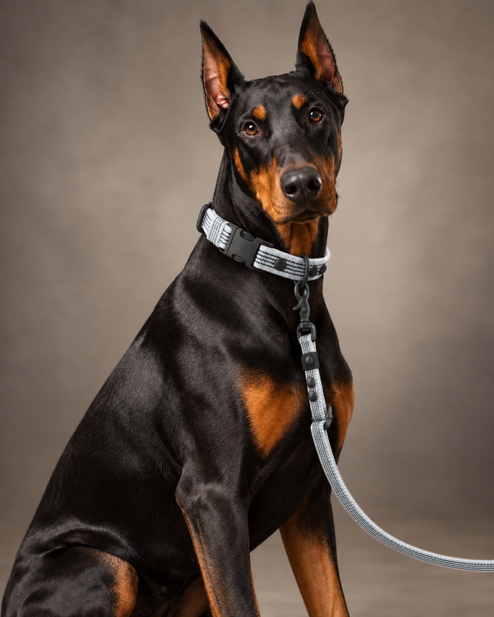 Leash FLEX, Gray / Black, kutyán