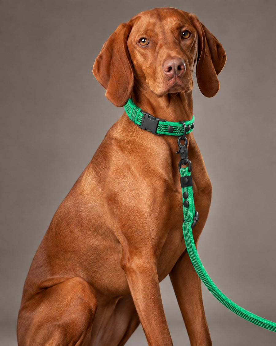 Leash FLEX, Green / Black, kutyán