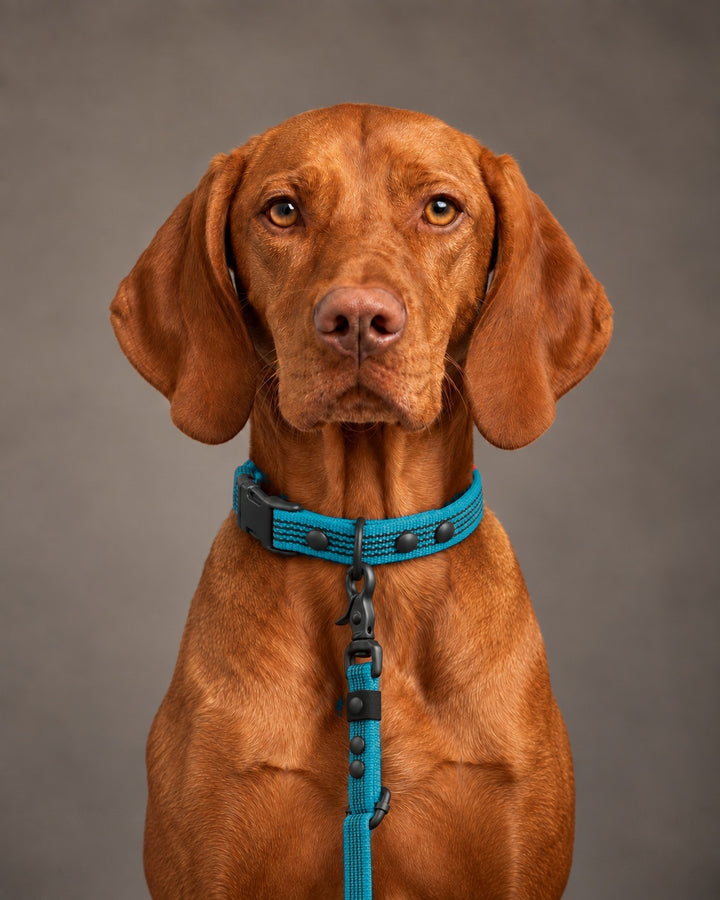 Leash FLEX, Kerosene / Black, kutyán
