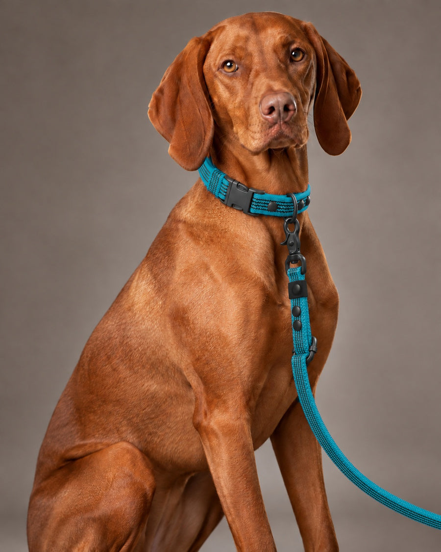 Leash FLEX, Kerosene / Black, kutyán