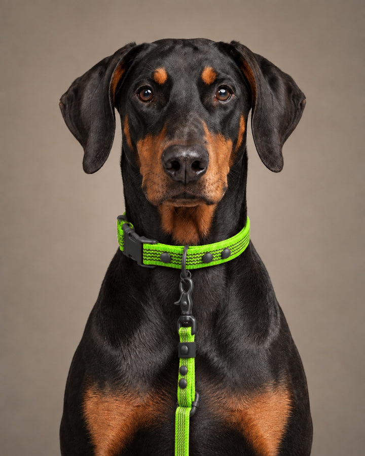 Leash FLEX, Lime / Black, kutyán