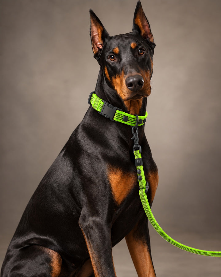 Leash FLEX, Lime / Black, kutyán