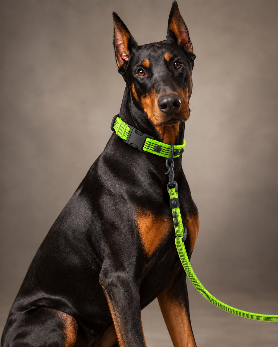 Leash FLEX, Lime / Black, kutyán