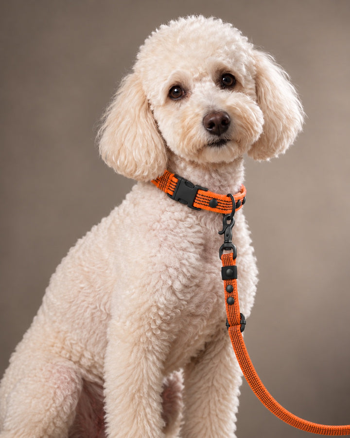 Leash FLEX, Orange / Black, kutyán