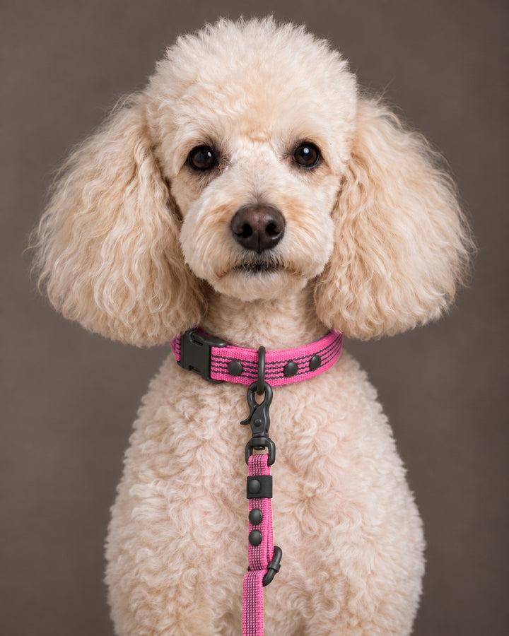 Leash FLEX, Pink / Black, kutyán