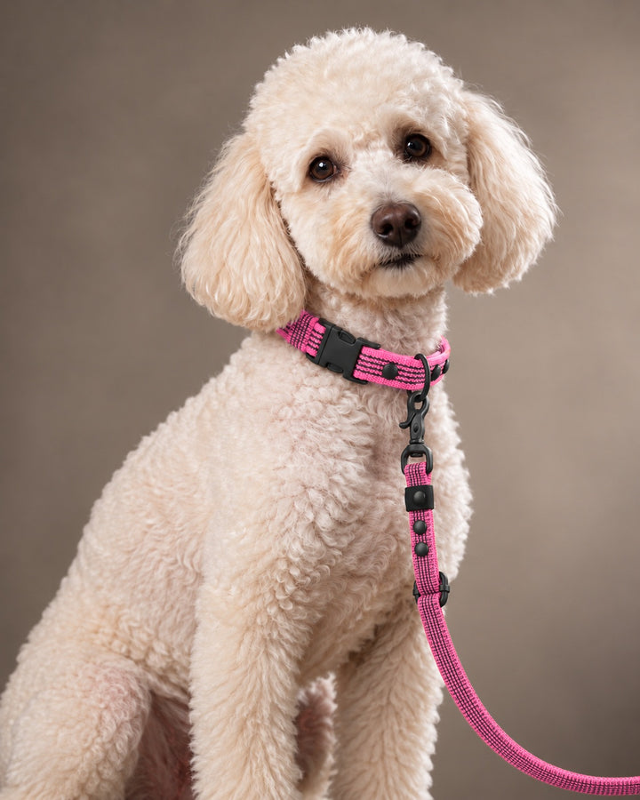 Leash FLEX, Pink / Black, kutyán