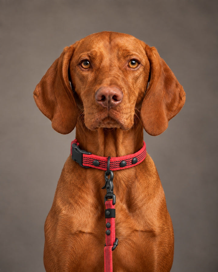 Leash FLEX, Red / Black, kutyán