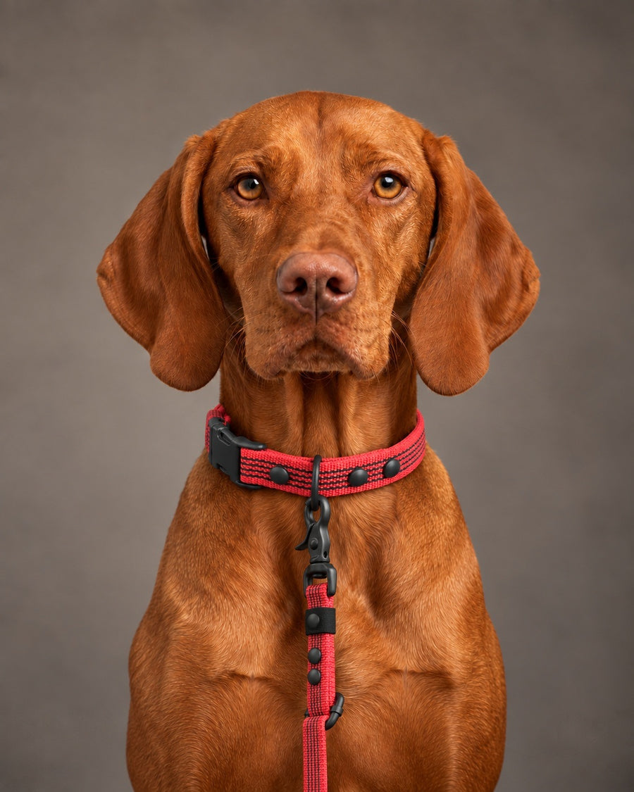 Leash FLEX, Red / Black, kutyán