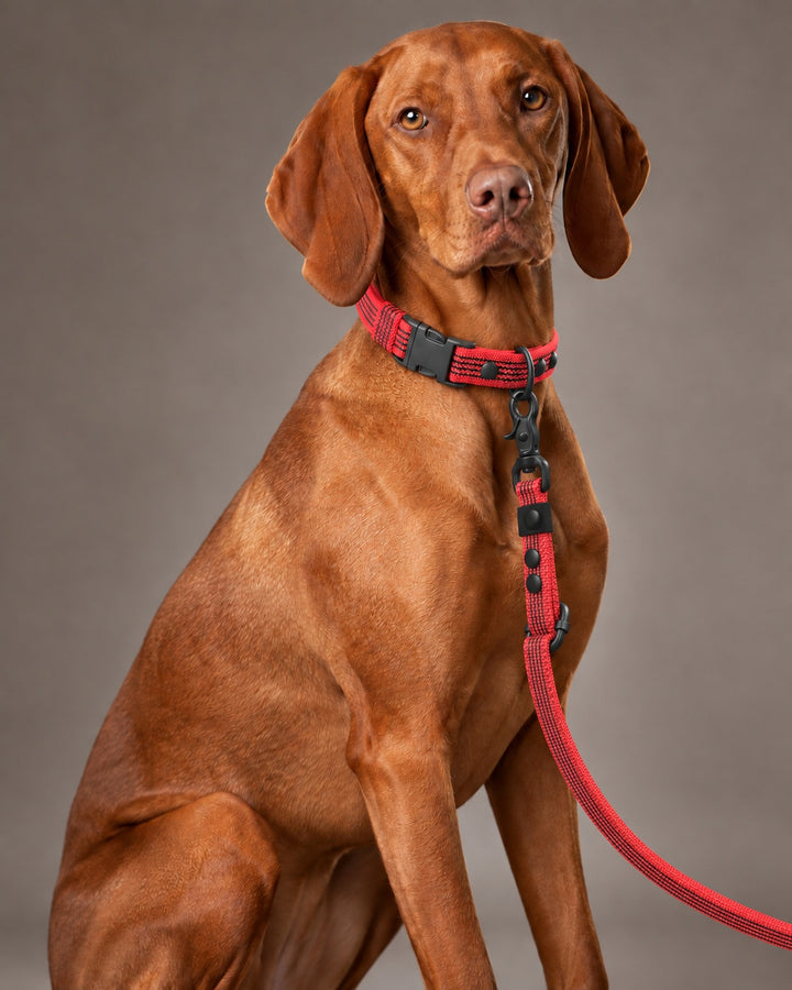 Leash FLEX, Red / Black, kutyán