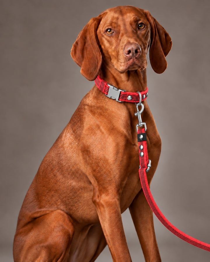 Leash FLEX, Red / Silver, kutyán