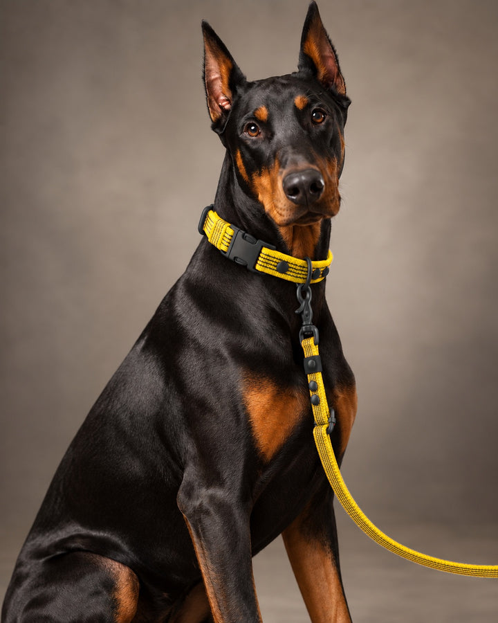 Leash FLEX, Yellow / Black, kutyán