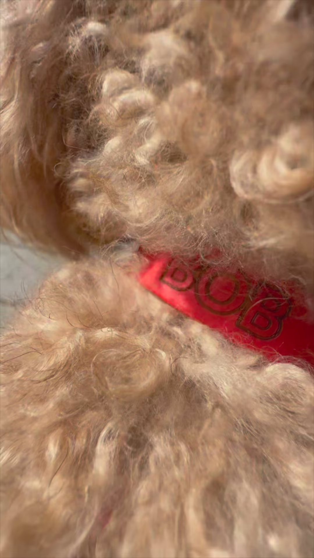 Nyakörv MONO • Cukorka Piros