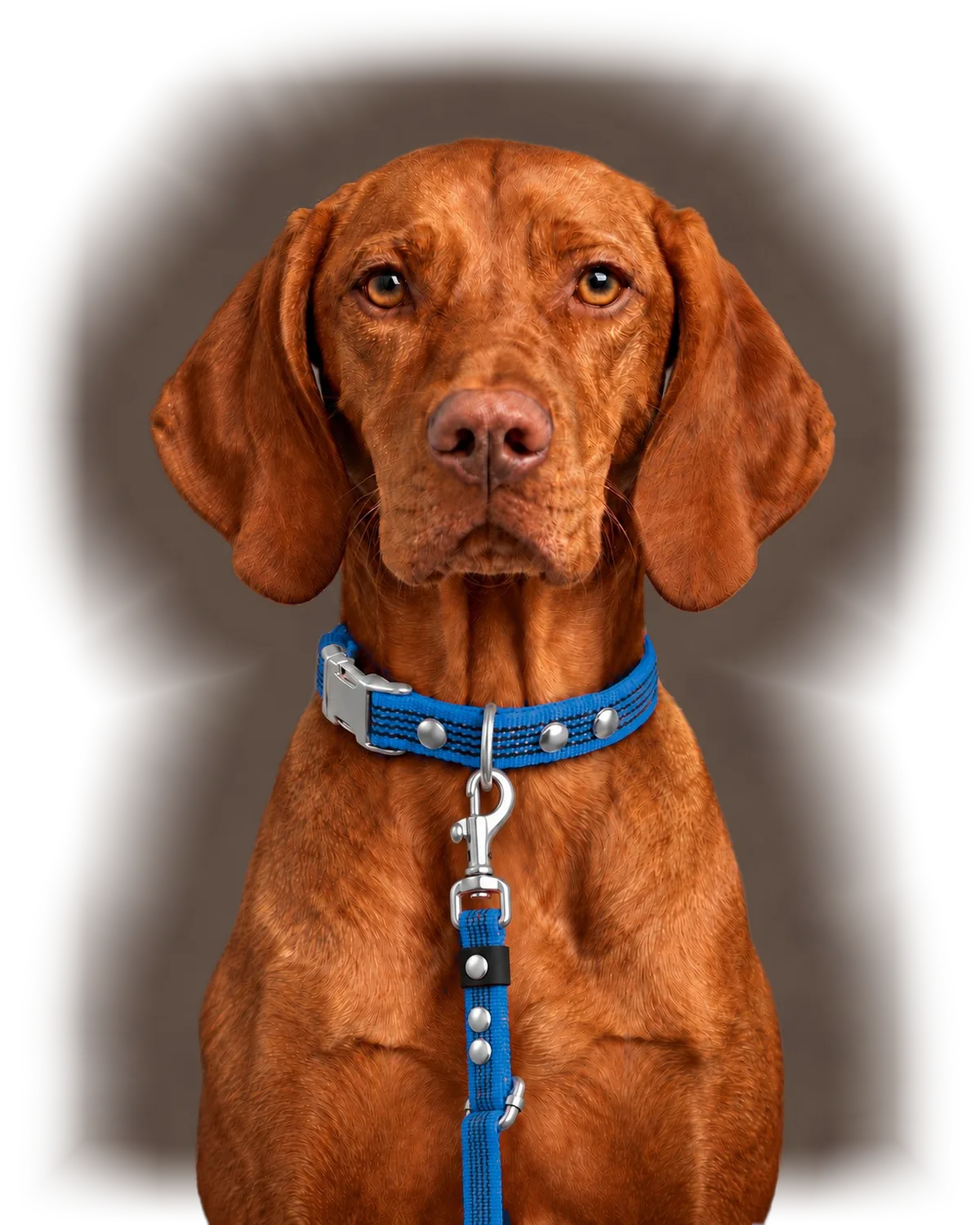 Vizsla kék Collar QUICK nyakörvvel és Leash FLEX pórázzal